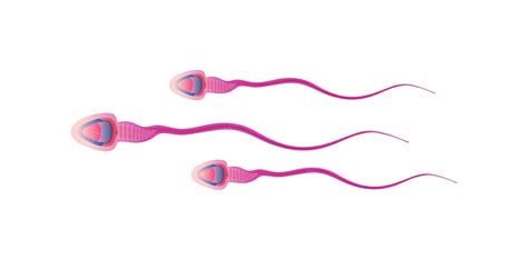Premium Vector Sperm Cells Runs Towards The Ovum Illustration