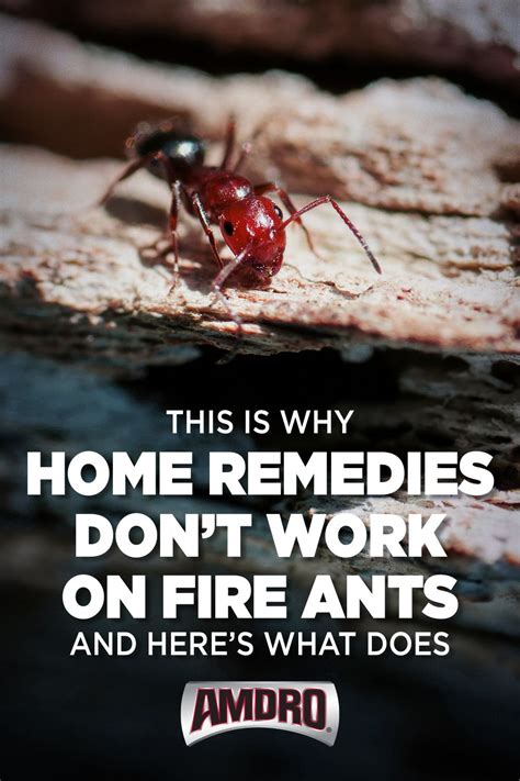 Do not expose animals to amdro pro granules. Why Ant Bait is Better and How to Bait Fire Ants in 2020 ...