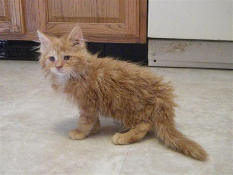 Cute hairless cat sphynx cat cool cats kittens cute baby cats cute baby animals crazy cats baby cats cute cats. CFA Maine Coon Kittens FOR SALE ADOPTION from new salem ...