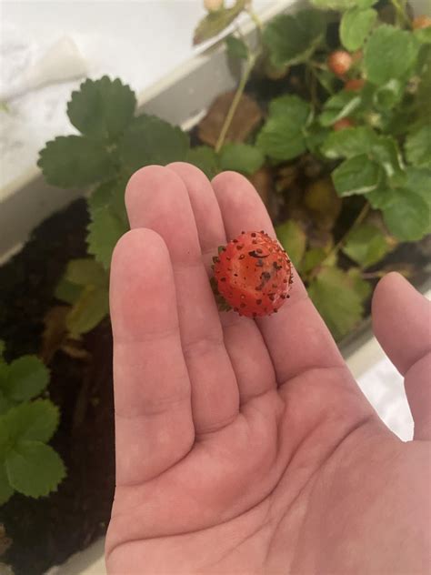 What Is Eating My Strawberries And How Do I Stop Them Im Very New To