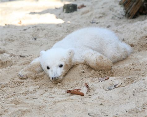 Knut The Polar Bear Mysterious Death Finally Explained By Scientists