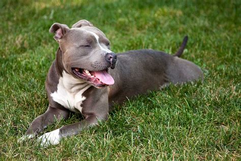 Watch the video for pitbull terrier from die antwoord's donker mag for free, and see the artwork black cats, white cats all my zef cats, look out big dog in the place to be pitbull terrier i am a. American Pit Bull Terrier Dog Breed » Everything About The ...