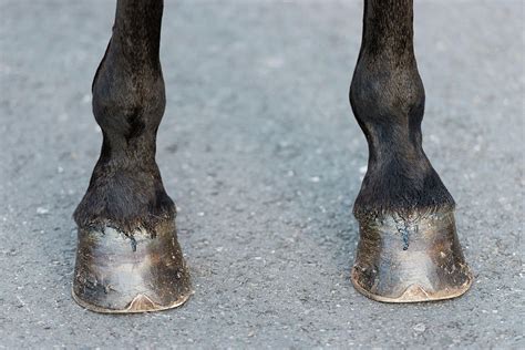 Detail Of The Hooves Of A Black Horse During The Celebration Of The