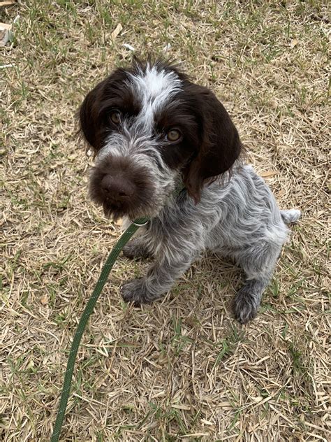 There are no adverts listed for breed sapsali. German Rough Haired Pointer Puppies For Sale - Cute of Animals