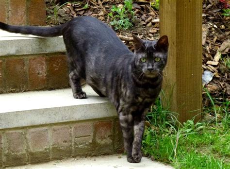 Bengal cats are domestic cats with exotic looks. Asian Smoke Cat | Bengal Cat Forums • View topic ...