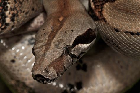 The album would debut atop the oricon charts and mark the first time an album by a korean artist reached number #1 in japan. Boa Constrictor | Veridion Adventures