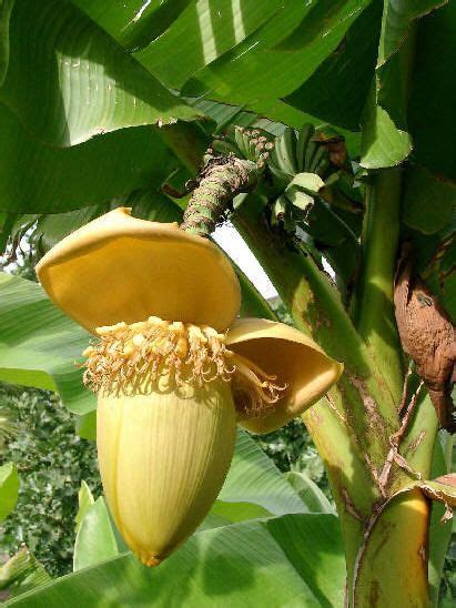 We did not find results for: Musa basjoo also known as Japanese Fiber Banana is the ...