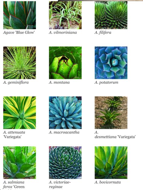 Succulent Houseplants Identification Illustrations