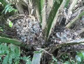 It will only be the new growth that will grow out green after getting. Symptom of bunch rot disease caused by Marasmius ...