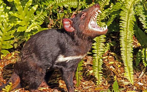 El demonio de tasmania sí existe, pero si crees que gira, necesitas leer esto. Demonio de Tasmania - Información y Características
