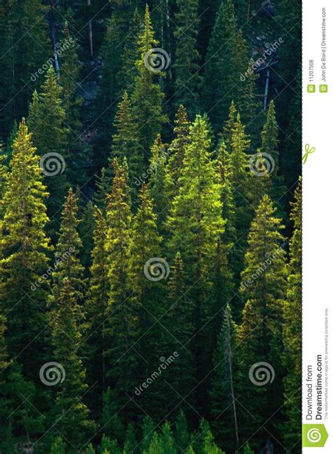 Green Pine Tree Forest Stock Photo Image Of Pine Guanella 11207508