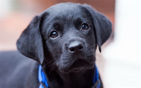 Download Black Lab Wallpaper Hd Background Desktop By Ricardoday Black Lab Wallpapers