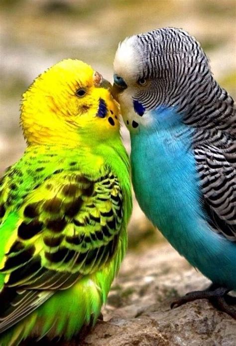 Kissing Budges Parakeets And Budgies Pinterest Little Birds
