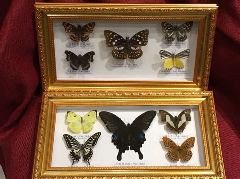 Taxidermy Fine Large Butterfly Display Cases Various Species 320