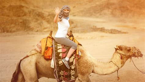 The egyptian national sport is camel racing, where you either ride a 1or2 hump camel the quickest for 3weeks. Riding Camels In Egypt | Camel Ride At Giza Pyramids ...