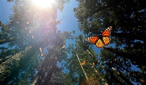 Santuarios Para Conocer Mariposas Monarca Webcams De M Xico