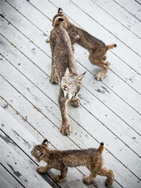 Alaskan Photographer Wakes Up To Lynx Kittens Playing On His Porch