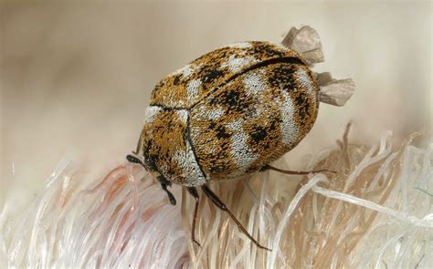 What Does A Carpet Beetle Nest Look Like Carpet Vidalondon