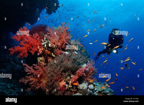 Female Scuba Diver Exploring A Coral Reef Of Various Magnificent Soft