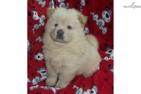 Meet Jasper A Cute Chow Chow Puppy For Sale For 900 Akc Cream Male