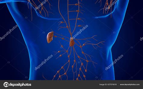 Lésions Humaines Anatomie Des Ganglions Lymphatiques Pour Concept