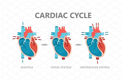 Phases Of The Cardiac Cycle Healthcare Illustrations Creative Market