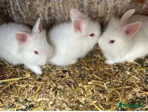 Pure Double Maned Lionhead Rabbits Ilford Pets4homes