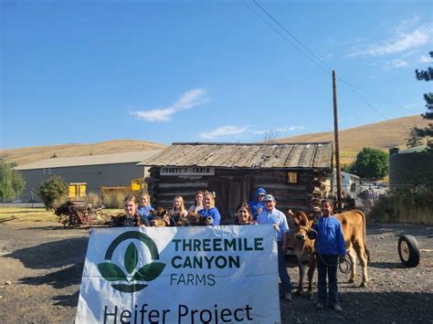 Threemile Dairy Heifer 4 Hers Compete At Threemile Canyon Farms