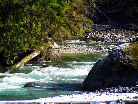 The Beautiful Carbon River At Mt Rainier River Rainier National