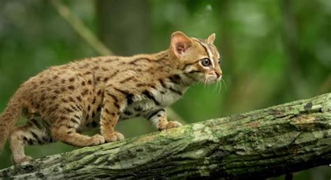 The Worlds Smallest Wild Cat Is Indescribably Cute Digg