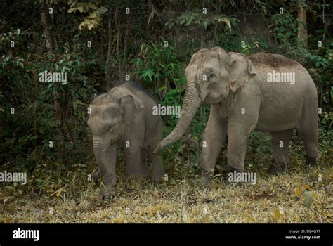 The Endangered Asian Or Asiatic Elephant Elephas Maximus Is The Only