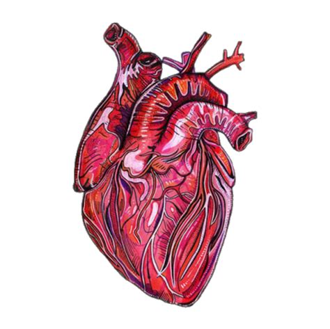 Transparent Imgs — Anatomical Hearts I