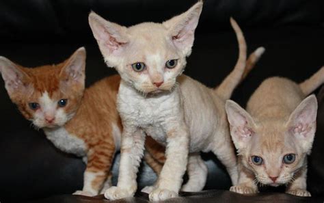 Devon Rex Cat Info History Personality Kittens Pictures