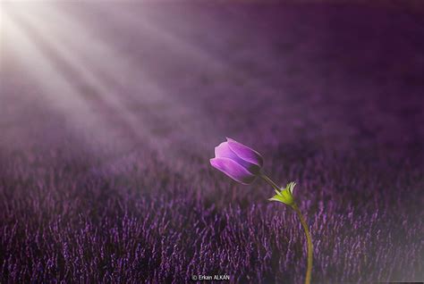 Wallpaper Sunlight Flowers Nature Purple Morning Lavender Color