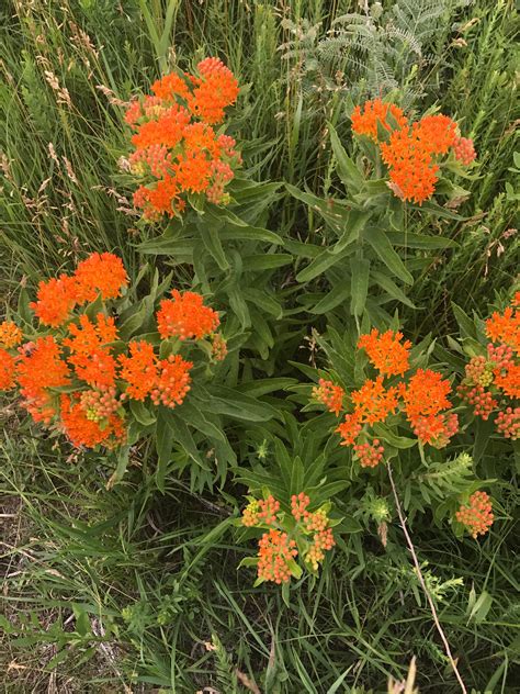 Butterfly Weed Asclepias Tuberosa The Round House