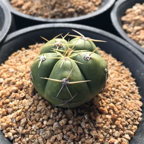 The colored part depends on the. Gymnocalycium eurypleurum, Chin cactus in GardenTags plant ...