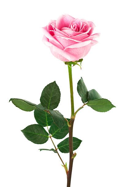 Best Rose Stem Stock Photos Pictures And Royalty Free Images Istock