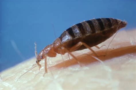 Explosion Of Bed Bug Infestations In Uk As Exterminator Warns Of