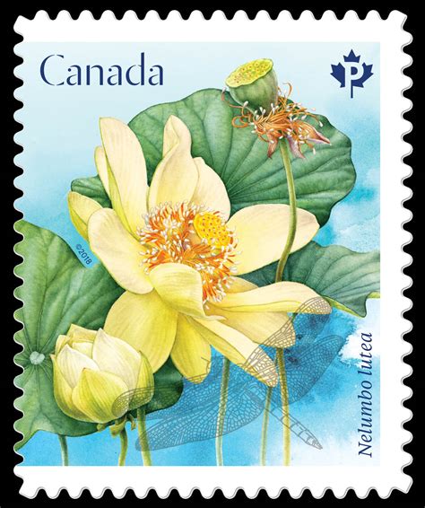 American Lotus Nelumbo Lutea Canada Postage Stamp Lotus Flowers