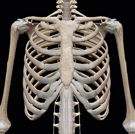 They are roughly conical in shape with a rounded point at their apex and a flatter base where they meet the diaphragm. What are the bones around your chest that protect your ...
