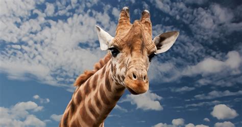 2 days ago · október 4., az állatok világnapja. Az állatok világnapja | Holnaputan.hu