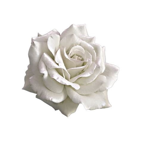 Aesthetic Transparent Background Rose Png Seeking For Free Aesthetic