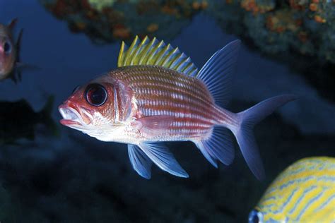 Beware Of Poisonous Fish In Saltwater Aquariums
