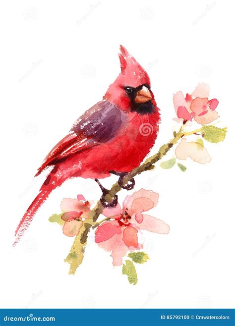 Cardinal Red Bird On Branch With Flowers Watercolor Illustration Hand