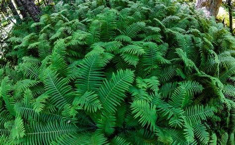 Fern Bushes Stock Photos Royalty Free Fern Bushes Images Depositphotos