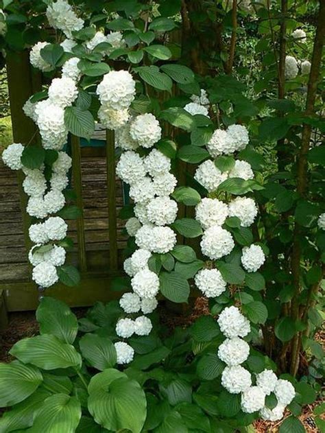 White Hydrangea Best Climbing Plant For Shade The Best Climbing Plant