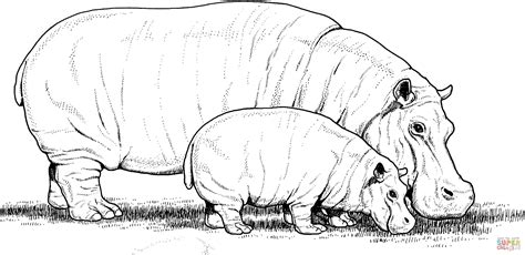 Baby Hippo With Mother Coloring Page Free Printable Coloring Pages