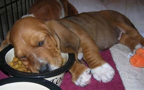 30 Hilarious Photos Proving That Puppies Can Sleep Wherever They Please