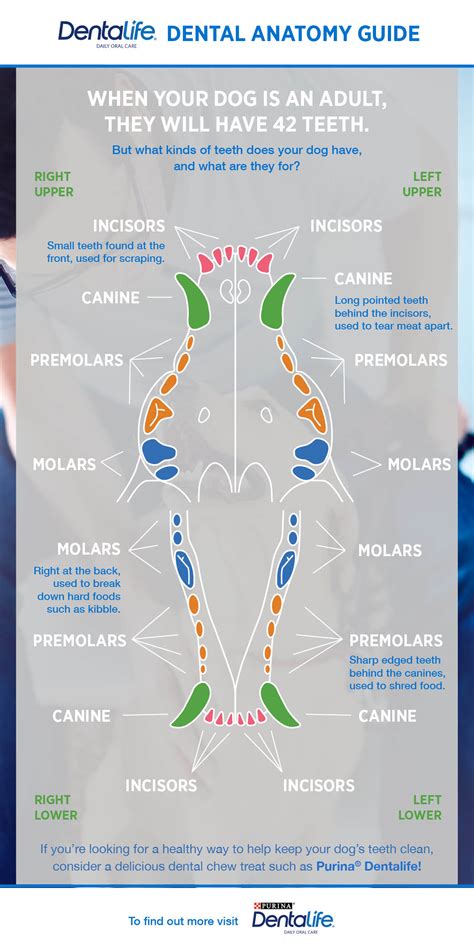 The permanent teeth begin to erupt at approximately age 6 and can also vary in times and order. Canine Dental Chart | PURINA® DENTALIFE