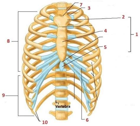 Rib Cage Anatomy Labeled Solved Cadore Figure 75 21 The Rib Cage